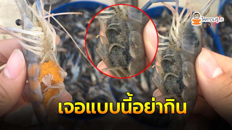 ตีแผ่ความจริงที่หลายคนไม่รู้ กุ้งอุ้มไข่ เจอแบบนี้อย่าไปกิน