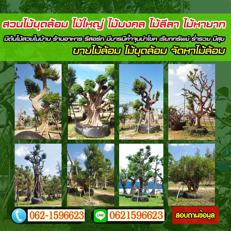 ต้นไม้มงคลอำเภอเมืองปทุมธานี
