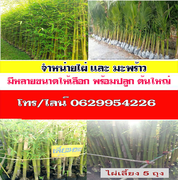 ขายพันธุ์ไผ่อำเภอบางปะกง